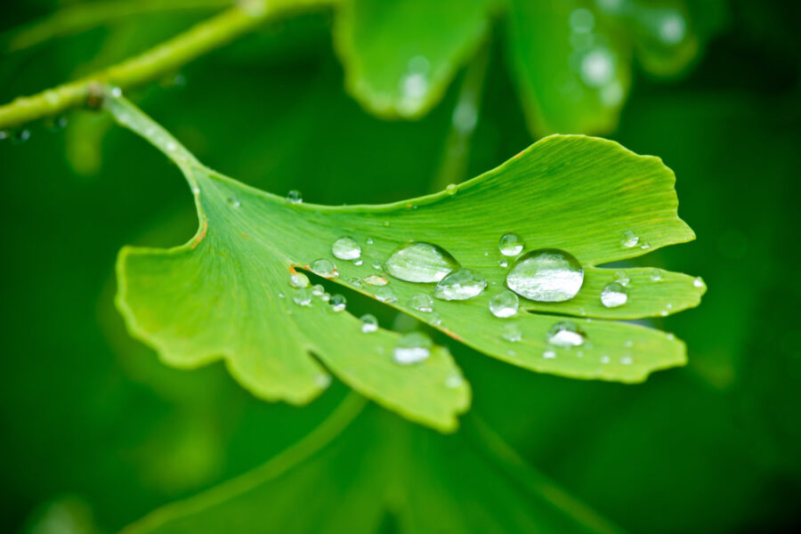 Ginkgo biloba – najbolje iz prirode za oslabljenu cirkulaciju